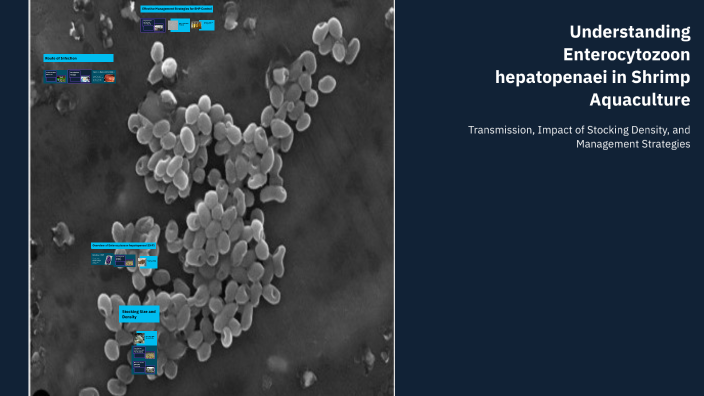 Understanding Enterocytozoon hepatopenaei in Shrimp Aquaculture by ...