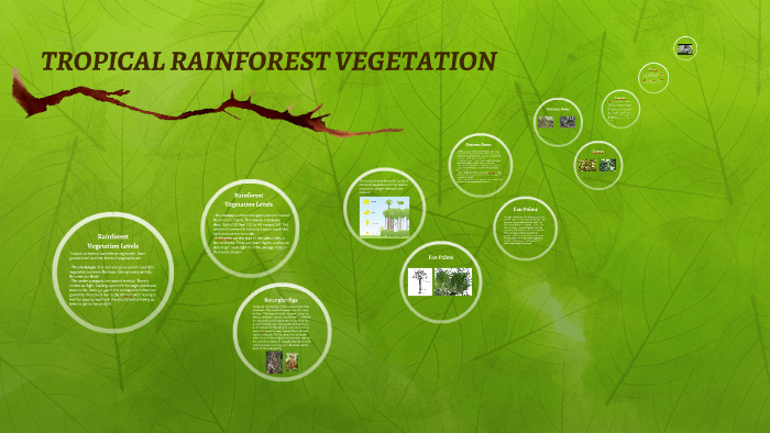 TROPICAL RAINFOREST VEGETATION by Siba Mahmood on Prezi