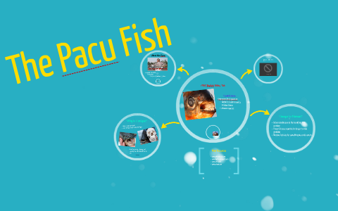 The Pacu Fish by Juan Abrica on Prezi