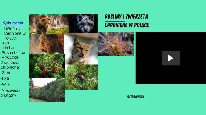 Rośliny i zwierzęta chronione w polsce by Dekra Dekra on Prezi
