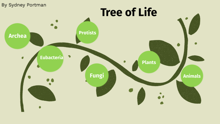 Tree of life by Sydney Portman on Prezi