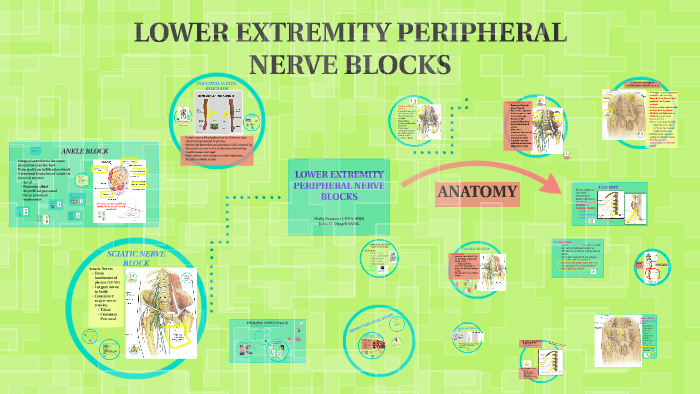 Lower Extremity Regional Anesthesia By Holly Franson On Prezi