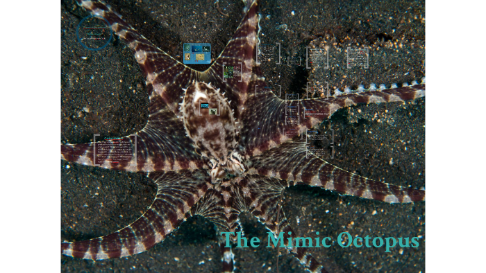 Mimic octopus - Wikipedia