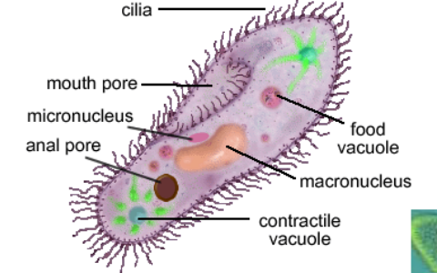 Paramecia