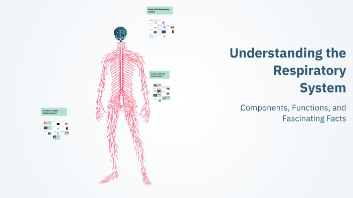 Understanding the Respiratory System by Tuyết Ly Phương on Prezi