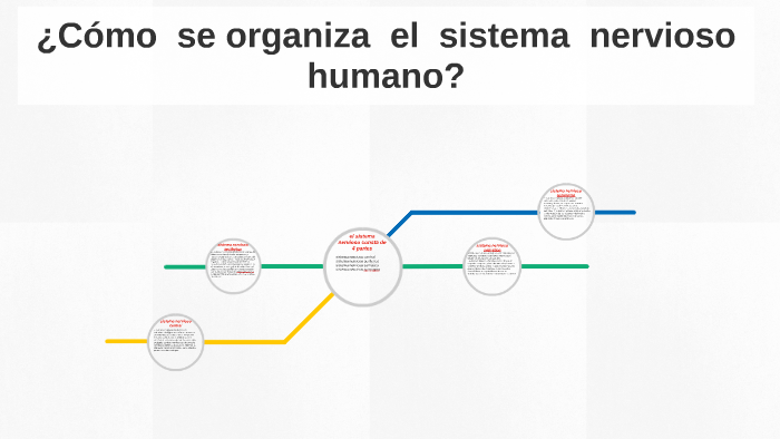 ¿Cómo se organiza el sistema nervioso humano? by jonathan herrera