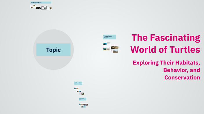 The Fascinating World of Turtles by Navneet Kaur on Prezi
