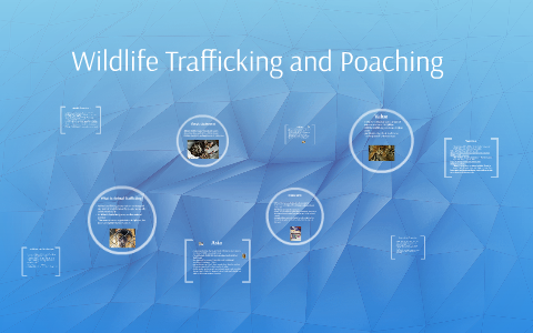 Wildlife Trafficking And Poaching By Wan Loui On Prezi