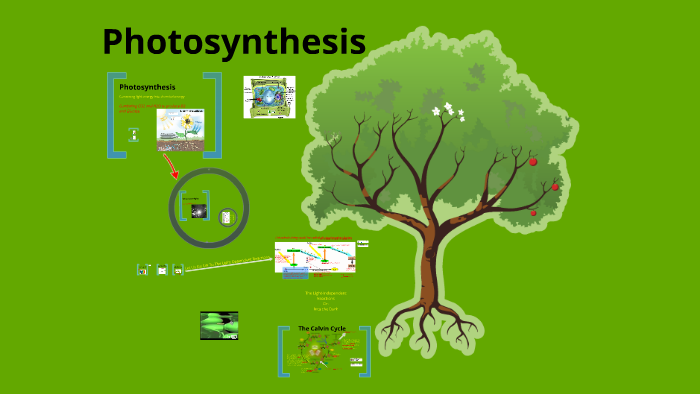 ib photosynthesis