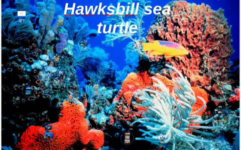 Hawksbill sea turtle by A S on Prezi