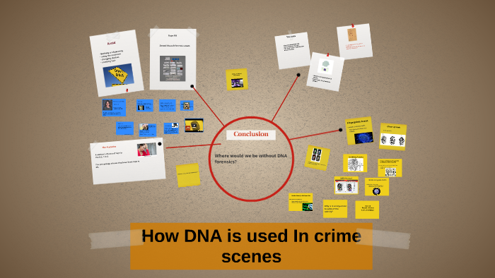 How DNA is used In crime scenes by Karli bikul on Prezi