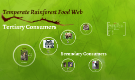 Temperate Rainforest Food Web By Katelyn Sillery