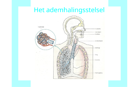 Neusholte en mondholte by Lise Bremer