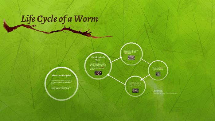 Life Cycle of a Worm by Samantha VanBerlo on Prezi
