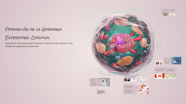 Formación de la Hormona Esteroidea: Cortisol by Dalsi Lopez santana on