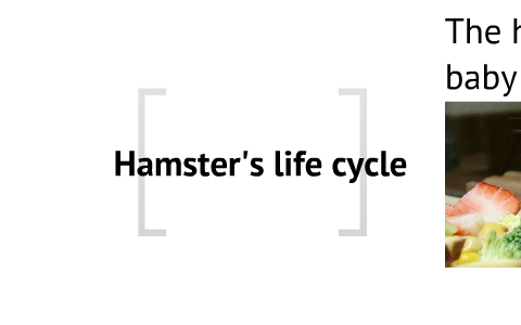 Life Cycle of a Hamster by Johanna Iline