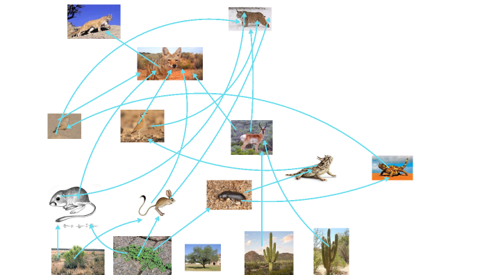 Desert Food Web by Braylon Johnson on Prezi Biology Diagrams