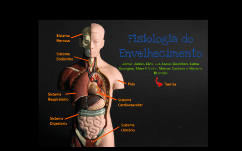 Fisiologia do Envelhecimento by Livia Luz on Prezi