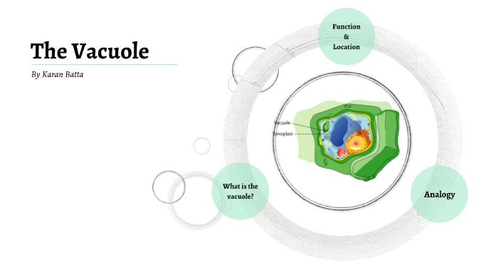 Vacuole Function And Location - Aflam-Neeeak