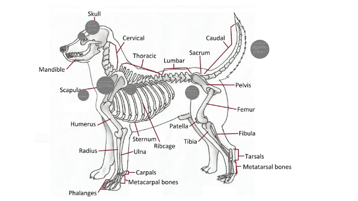 Dog Systems By Hailey Wendt On Prezi