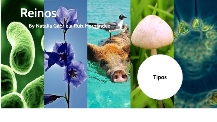 Reinos by Natalia Ruiz on Prezi