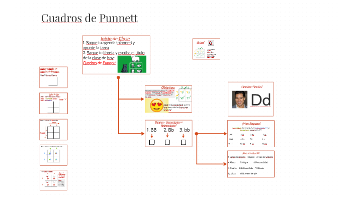 genotipo cuadro de punnett