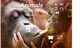 T9,L2 gr7/8 Animals