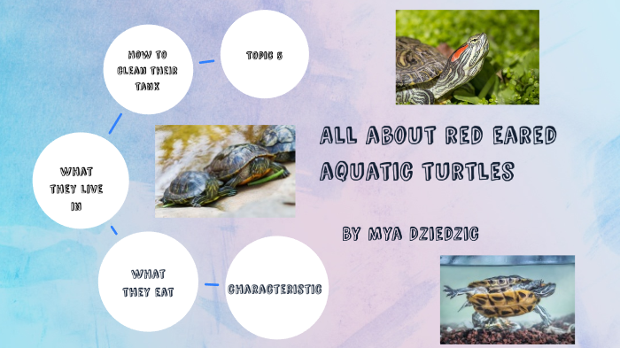 All About Turtles by Mya Dziedzic on Prezi