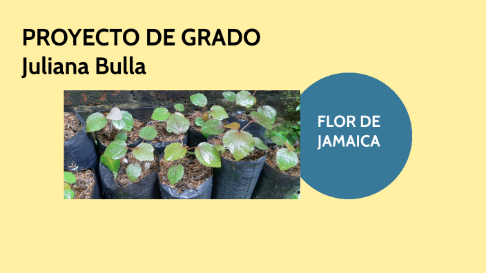 Proyecto( flor de Jamaica) by Juliana Bulla