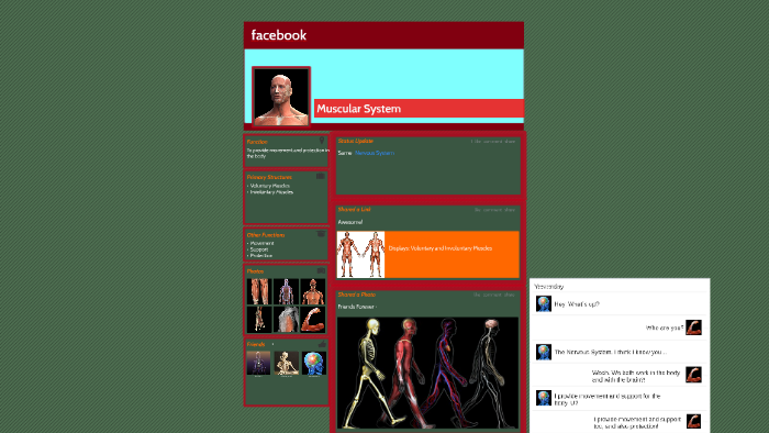 Muscular System by Soliana G on Prezi