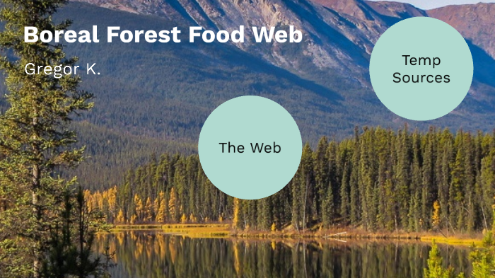 boreal-forest-food-web-by-gregor-keimel