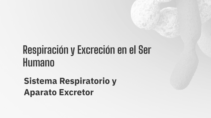 Respiración y Excreción en el Ser Humano by Blanca Salado rodriguez on ...