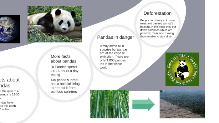Pandas in danger by Martyna Rosak on Prezi