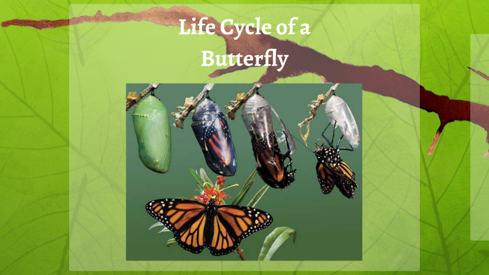 Life Cycle of an Insect by Cary Bondoc on Prezi