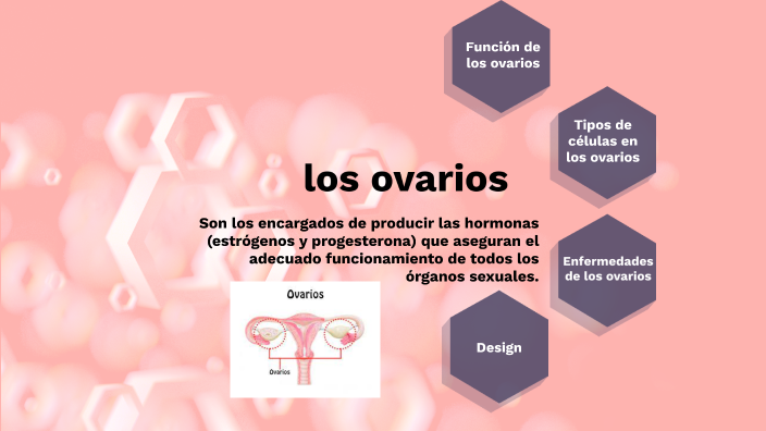 Los ovarios by dani 21 on Prezi