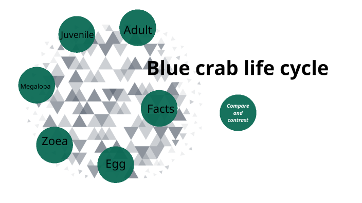 Blue crab life cycle by Wyatt Leeper on Prezi