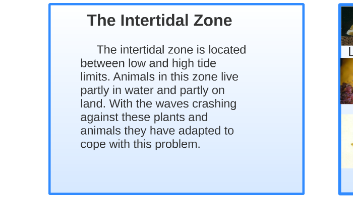 The Zones of the Ocean by Chandler Merrill on Prezi