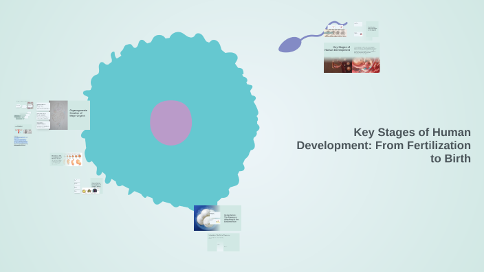 Key Stages of Human Development: From Fertilization to Birth by Rebecca ...