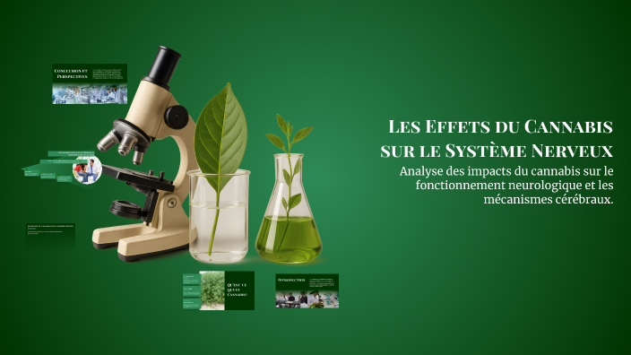 Les Effets du Cannabis sur le Système Nerveux by Suceur De bzez on Prezi
