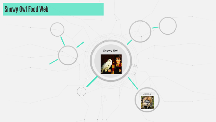 Snowy Owl Food Web By Daniel Davis On Prezi