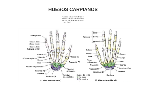 HUESOS CARPIANOS by Anna Garciaa