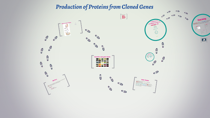 Production of Proteins from Cloned Genes by Kamran Tariq on Prezi