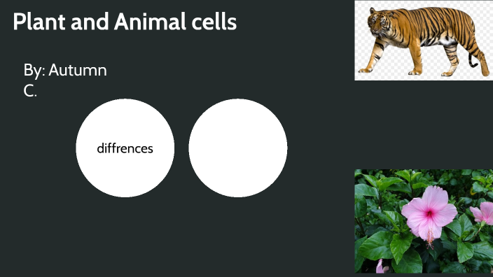 *Plant and Animal cells* by AUTUMN CAMARILLO on Prezi
