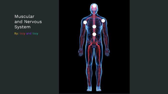 Nervous and Muscular System by izzy mastejulia on Prezi