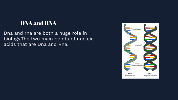 DNA and RNA by angelina picazo on Prezi