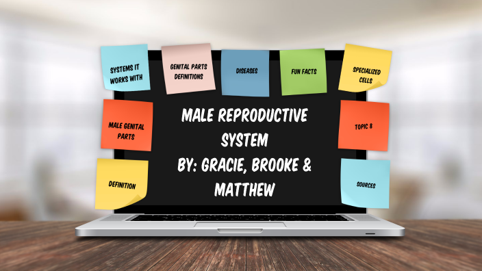 Male Reproductive System By Grace Lesiak On Prezi