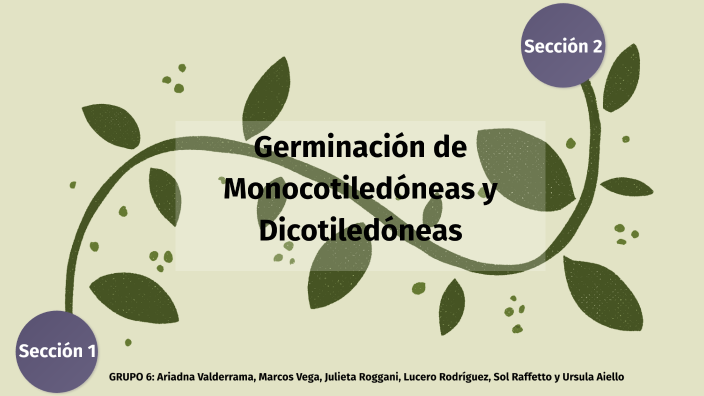 germinación de monocotiledóneas