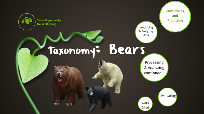 Bears by Dasha Pogrebinsky on Prezi