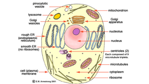 Cell Analogy Football PART 2 Animal Cell by Kmyah Graves on Prezi Design