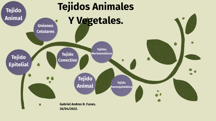 Tejidos animales y vegetales. by Gabriel Andres R. Funes on Prezi